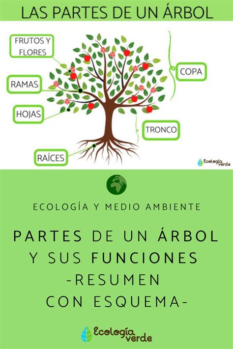 PARTES de un ÁRBOL y sus funciones - Resumen con esquema | Partes del arbol, Caracteristicas de ...