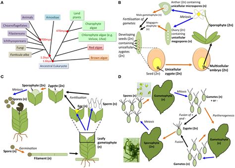 Frontiers | Understanding “green” multicellularity: do seaweeds hold the key? | Plant Science