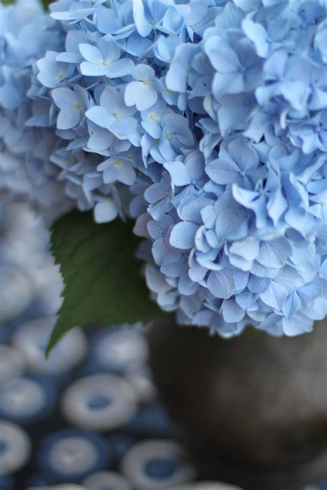 Getting Stitched on the Farm: Blue Hydrangeas in the Garden