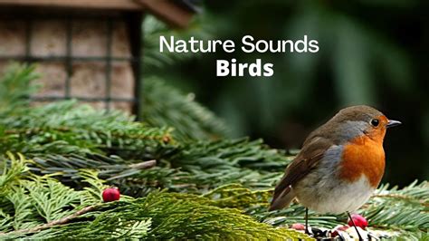 Nature Sounds Birds Royalty free Nature Sounds No Copyright Sound ...