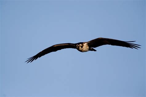 Free Images : nature, wing, sky, flying, wildlife, wild, kite, beak, flight, hawk, fauna, raptor ...