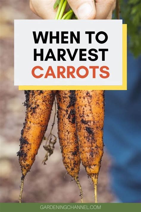 How do you know when carrots are ready to harvest? - Gardening Channel ...