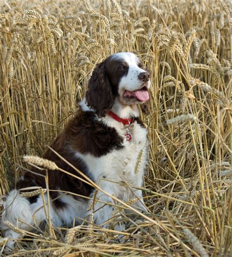 Dog In Wheat Field Free Stock Photo - Public Domain Pictures