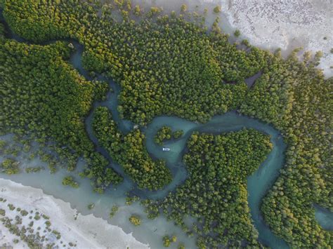 Mangroves