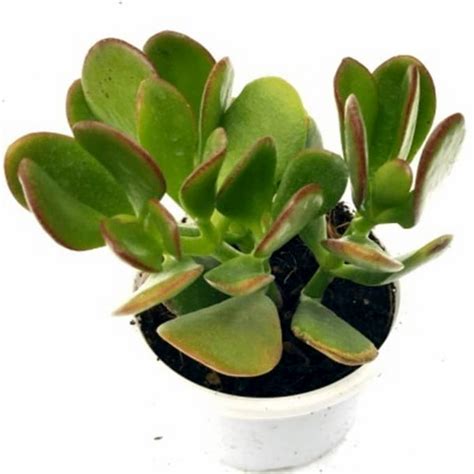 Crassula ovata, Jade (Big leaf) - Succulent Plant | Airifier