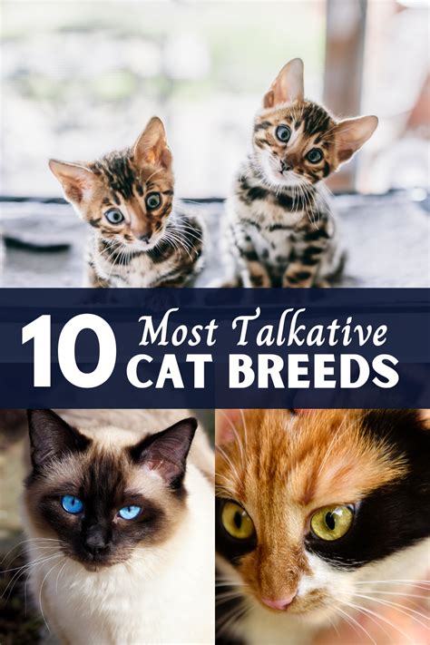 10 Most Talkative Cat Breeds in 2021 | Cat breeds, Cat talk, Domestic ...