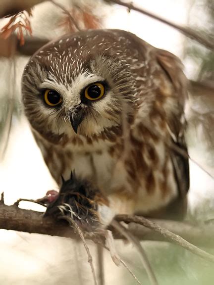 Ecobirder: Saw-whet Owl Eating a Mouse