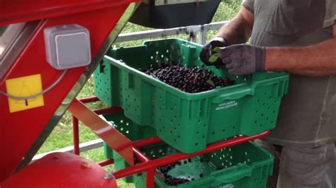 Aronia Berry Services Harvest Day 2016 - YouTube