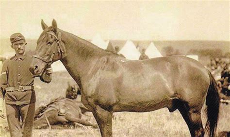 The Story Of The Famous War Horse Comanche | Horses, Battle of little ...