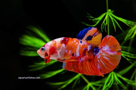 Different Types of Betta Fish or Siamese Fighting Fish • Aquarium Fishes