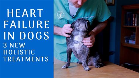 Heart Failure in Dogs: 3 NEW Holistic Treatments - Veterinary Secrets ...