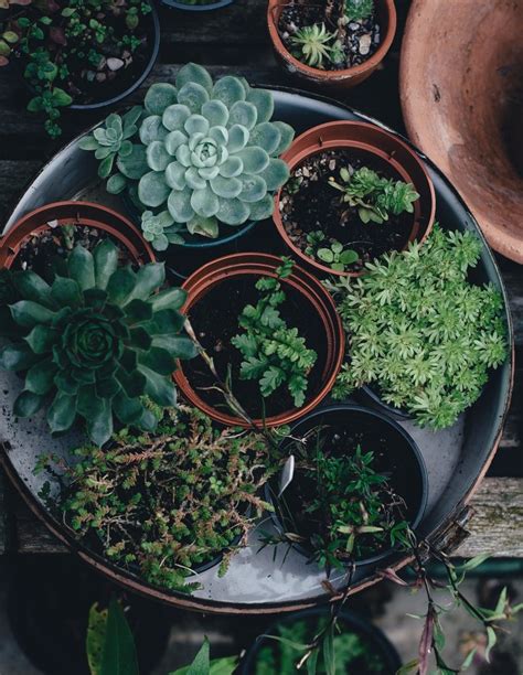 Are Coffee Grounds Good for Succulents?