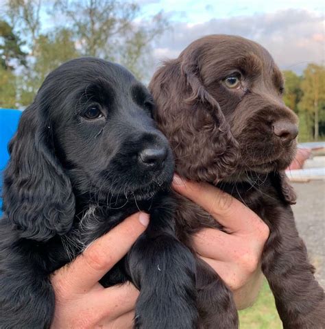 Show Type Cocker Spaniel Puppies For Sale | in Norwich, Norfolk | Gumtree