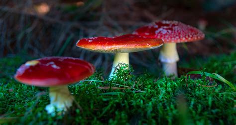 Red Mushroom on Behance