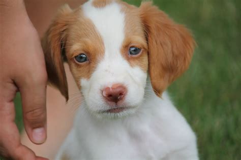 Brittany Spaniel- gundog or a pet?