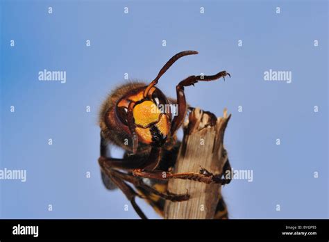 Queen hornet vespa crabro hi-res stock photography and images - Alamy