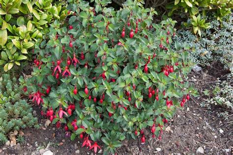 How to Prepare your Fuchsia Flowers for Winter | Gardener’s Path