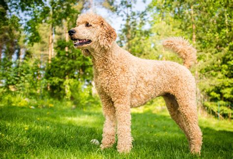 18 Curly Haired Dog Breeds - PlayBarkRun