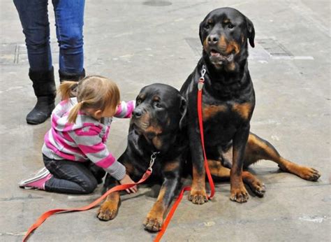 Rottweiler Training At Home: Commands And Education Pets Feed