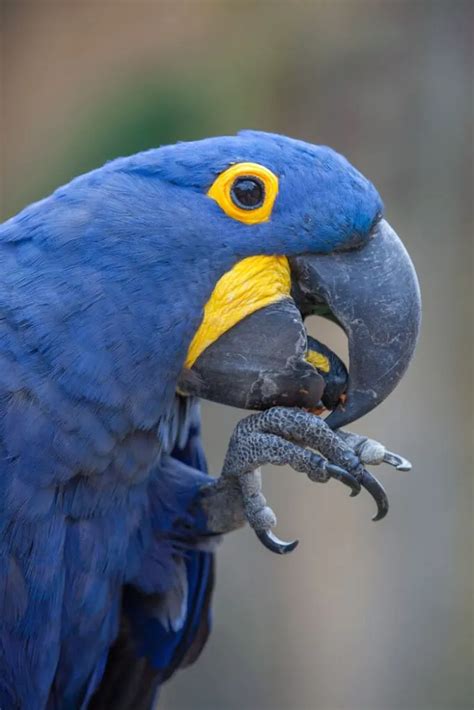 Rainforest Blue Macaw