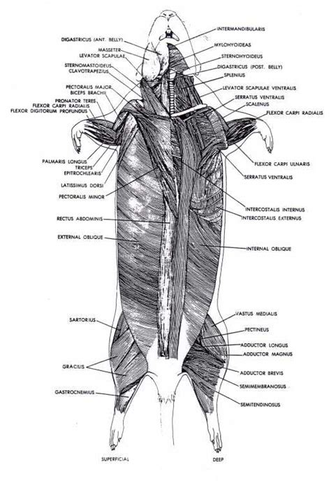 Muscular - Pregnant Rat Dissection