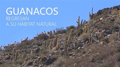 Guanacos regresan a su hábitat natural - YouTube