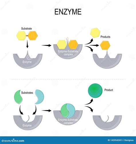 Enzyme function stock vector. Illustration of biological - 142054269