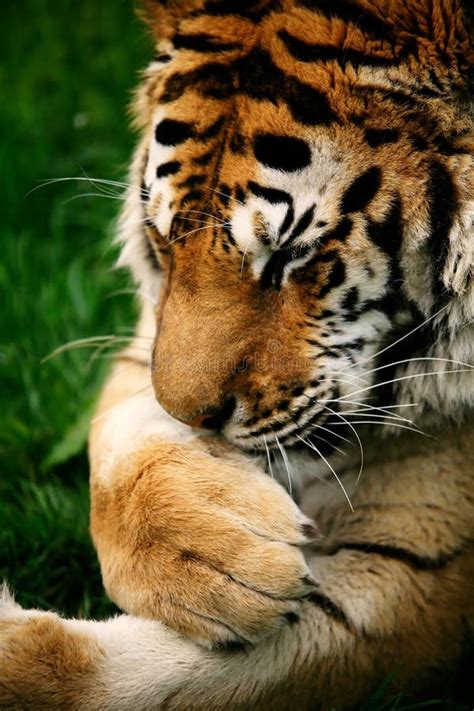 Snarling Siberian Tiger stock image. Image of clean, wild - 4412373