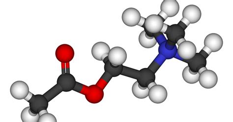 Acetilcolina (neurotransmisor): funciones y características