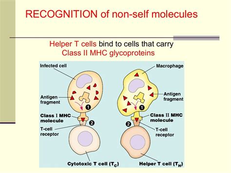 Major Histocompatibility Complex