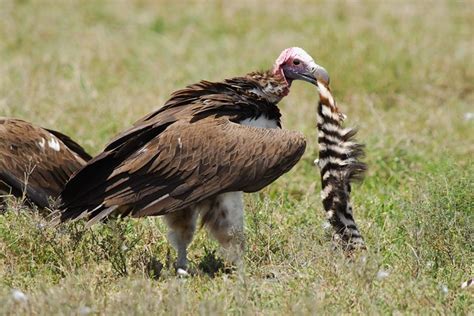 Vulture eating a zebra | Chris Wiggins | Flickr