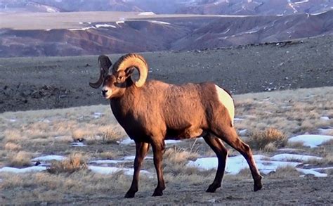 Bighorn Sheep - Native Memory Project