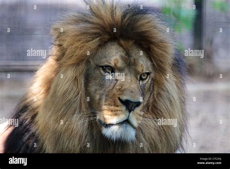 Atlas lion hi-res stock photography and images - Alamy