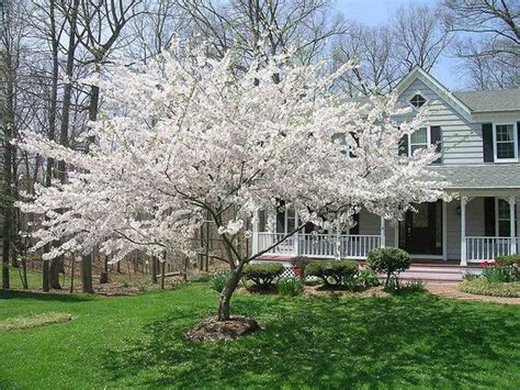 FRONT YARD TREES TO BOOST CURB APPEAL - Princeton Real Estate