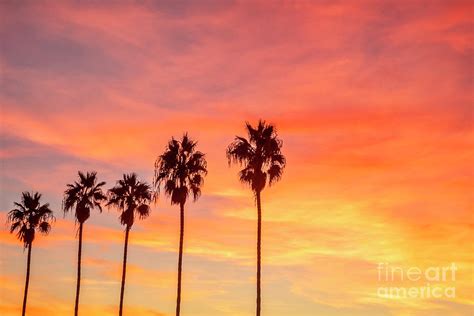 Palm trees at sunset in La Jolla, California Photograph by Julia ...