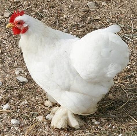 White Cochin Bantams - Chicks for Sale | Cackle Hatchery