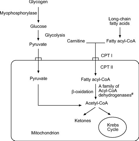 Very long-chain acyl-CoA dehydrogenase deficiency presenting as acute hypercapnic respiratory ...