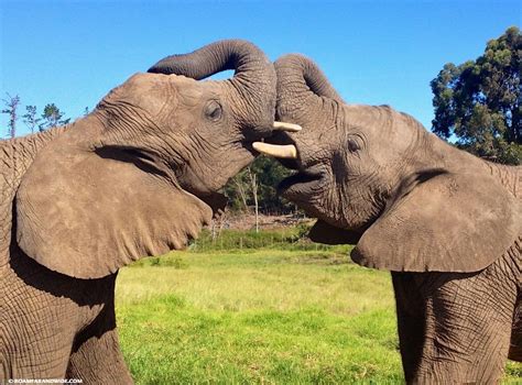 Elephant Encounters in Knysna Elephant Park, South Africa - Roam Far ...