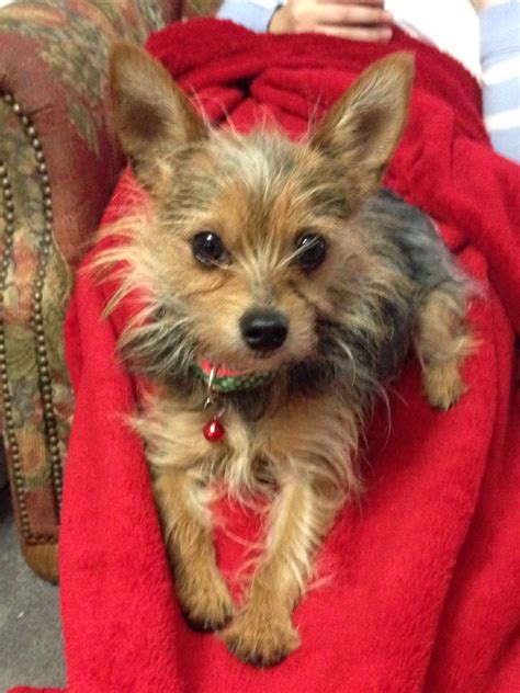 petszone.net | Yorkie chihuahua mix, Yorkie dogs, Mixed breed puppies