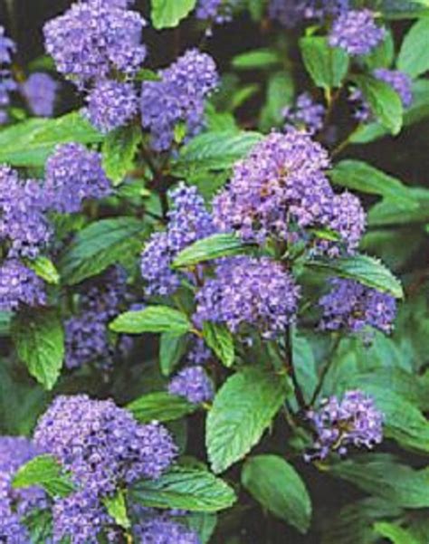 How to Grow Ceanothus (California Lilac) | Dengarden