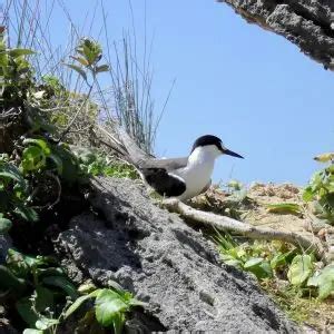 Sooty Tern - Facts, Diet, Habitat & Pictures on Animalia.bio