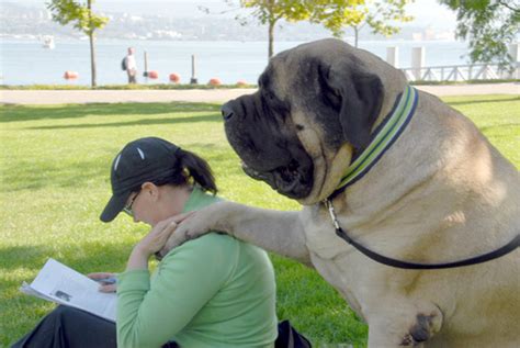 English bulldog puppies: Mastiffs Makingcomeback Zorbalargest Mastiff