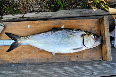 Shad Identification » NCFishes.com