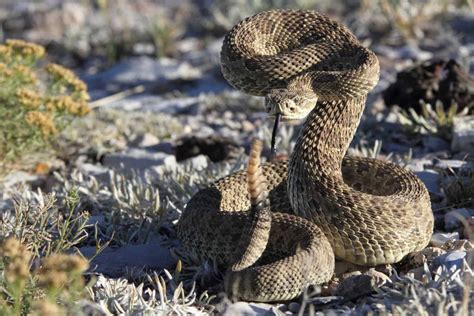 Be Careful! Discover How Far a Rattlesnake Can Strike - A-Z Animals