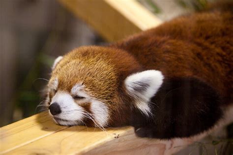 Save the Date: The Red Panda Diaries at Pittsburgh Zoo - Red Pandazine