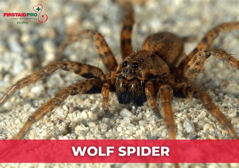 How Dangerous Is A Wolf Spider Bite? - FirstAidPro