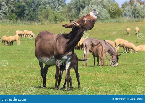 Donkey Hee Haw on the Pasture Stock Image - Image of curiosity, calf: 160210941