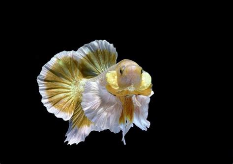 Giant Betta Fish - nicebettathailand.com