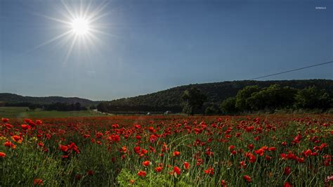 Poppy field [4] wallpaper - Flower wallpapers - #39998