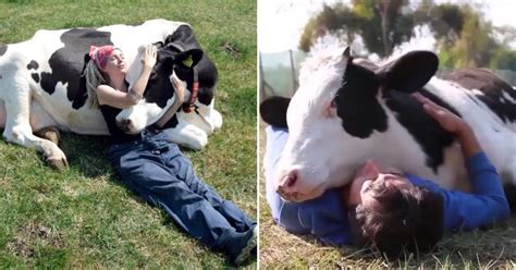 Cow Cuddling Is Now A Thing And It Costs $300 For A 90-Minute Hugging Session - Small Joys